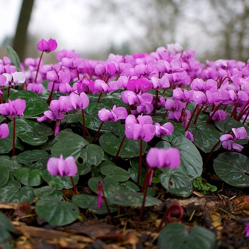 Cyclamen coum