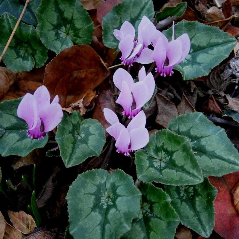 Cyclamen hederifolium