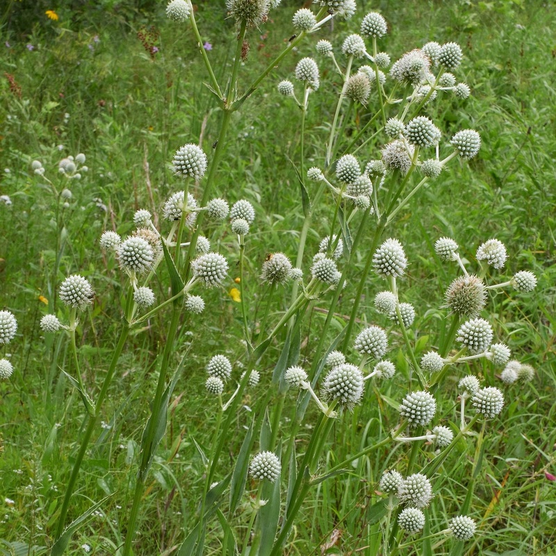 Eryngium yuccifolium