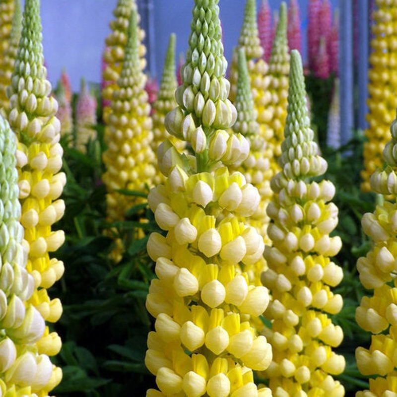 Lupinus Desert Sun