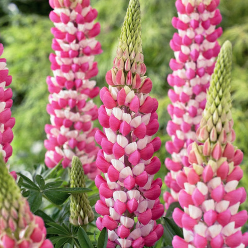 Lupinus Rachel de Thame