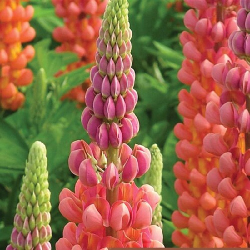 Lupinus Terracotta’