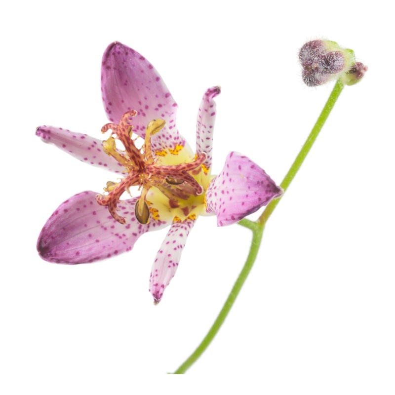Tricyrtis formosana Ninja Star