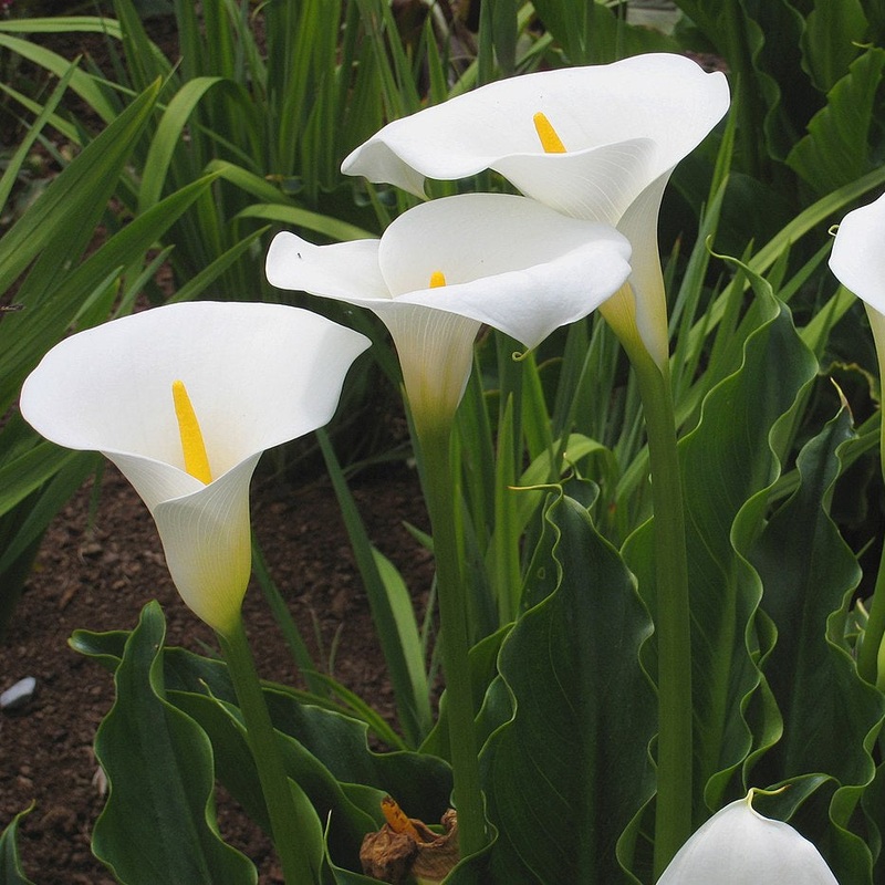 Zantedeschia Snow White’