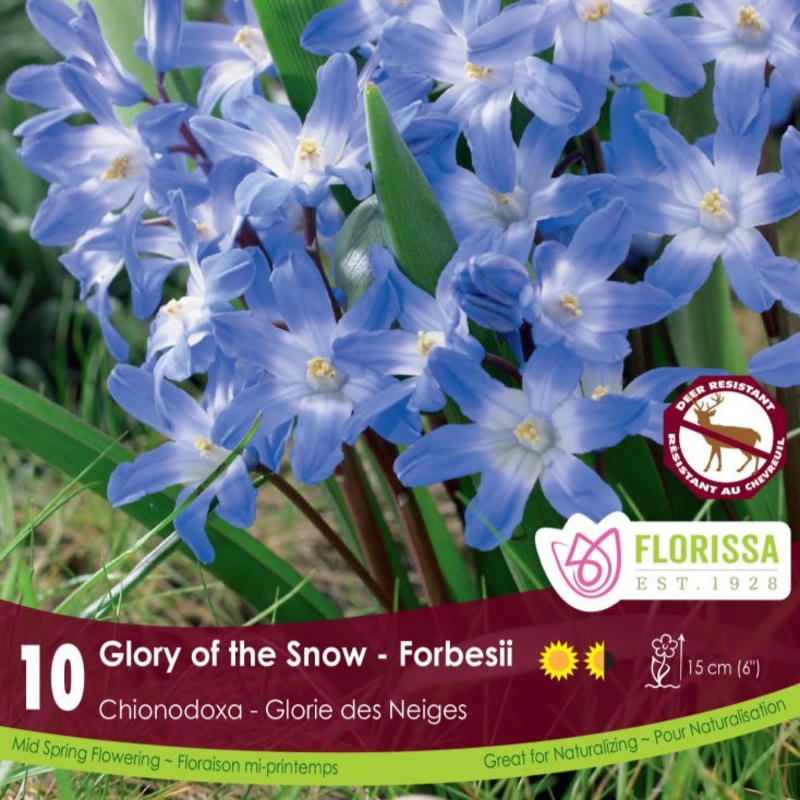 Chionodoxa forbesii