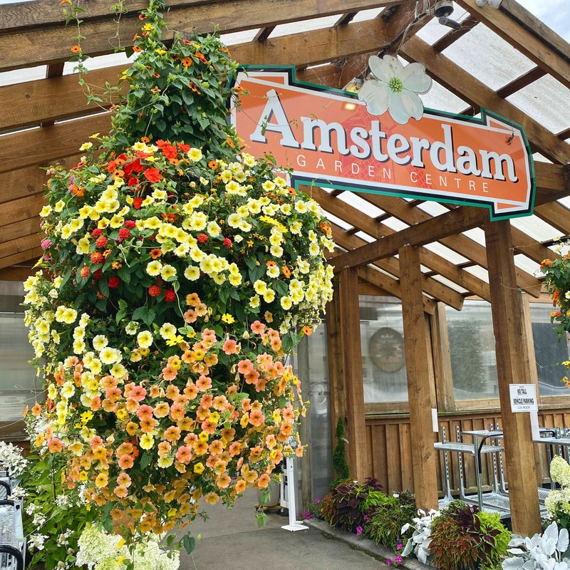 Amsterdam Garden Centre Moss Hanging Basket