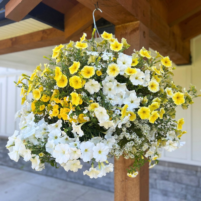 Lemon Meringue Moss Hanging Basket
