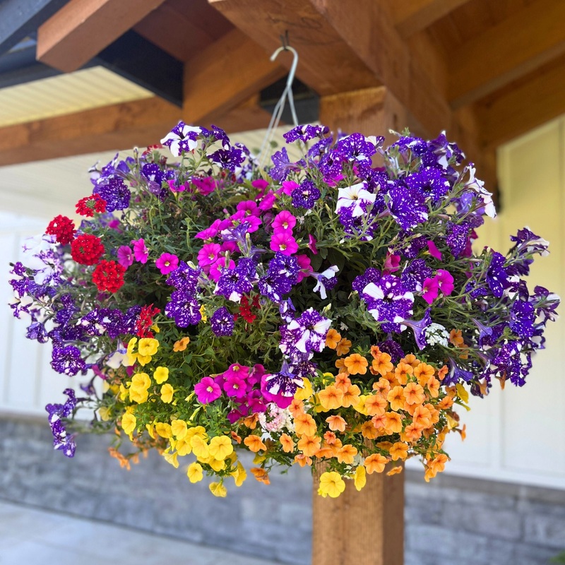 Over the Rainbow Moss Hanging Basket