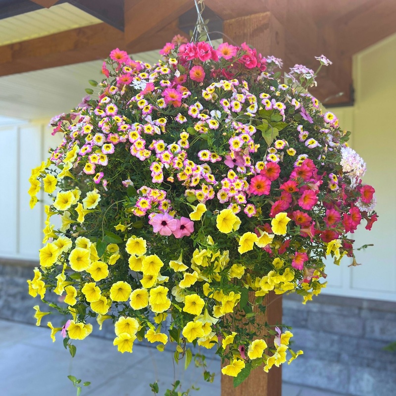 Strawberry Lemonade Moss Hanging Basket