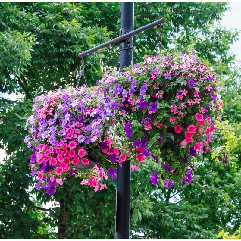 Traditional Pitt Meadows Moss Hanging Basket