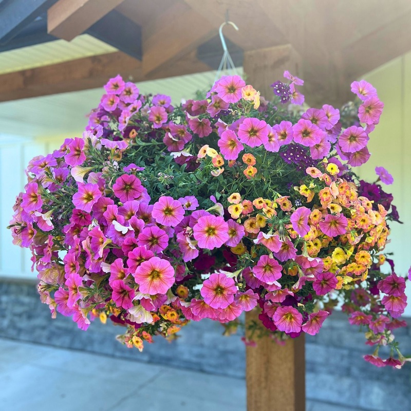 Tropicana Moss Hanging Basket-14″ & 18″