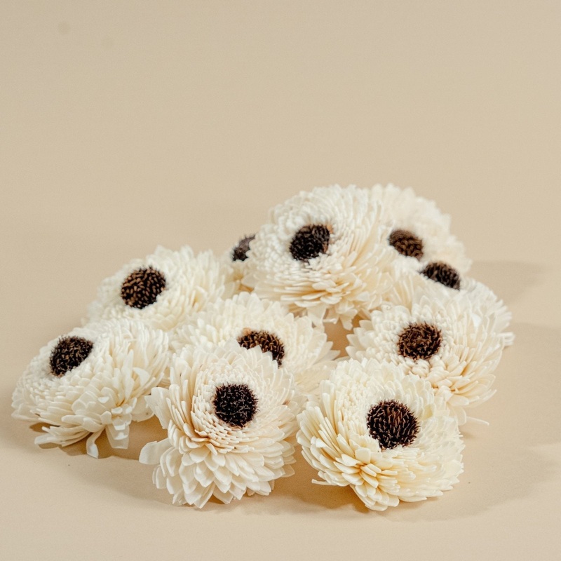 3 Sun Zinnia (10 Pack)-RAW & CUSTOM