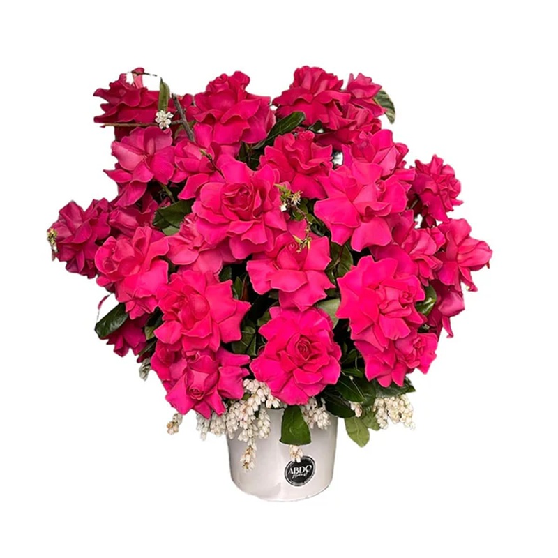 Pink Floyd Rose Arrangement-Pink Floyd Rose Arrangement (50 Roses)