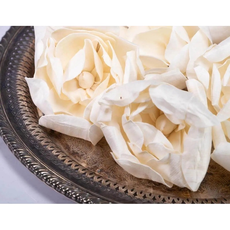 4 Crown Jewel Gardenia (10 Pack)