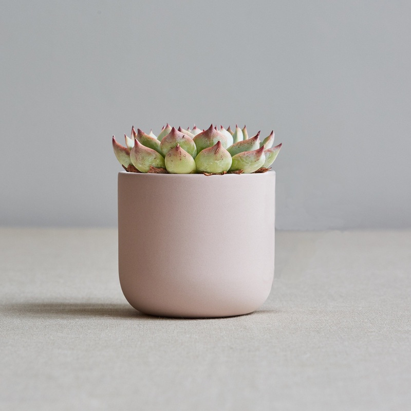 Plant Pot Porcelain Sue Pryke