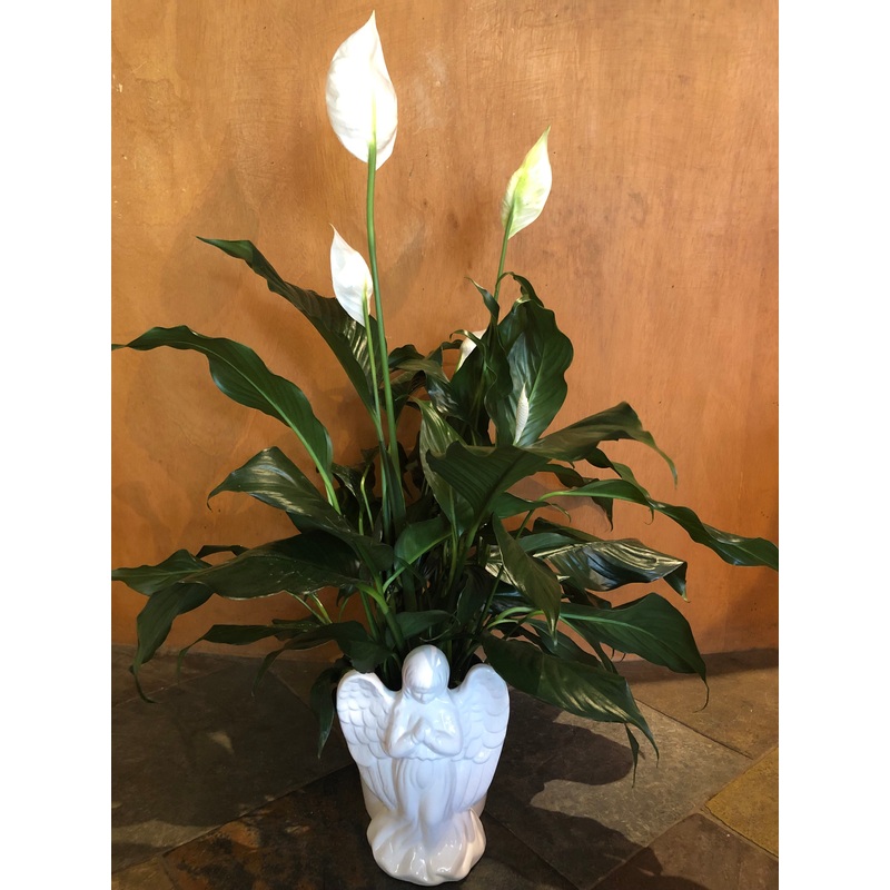 6 Peace Lily in Angel Pot