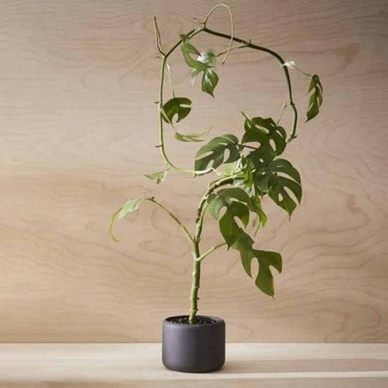 Aaron Probyn Botany Plant Pot graphite black