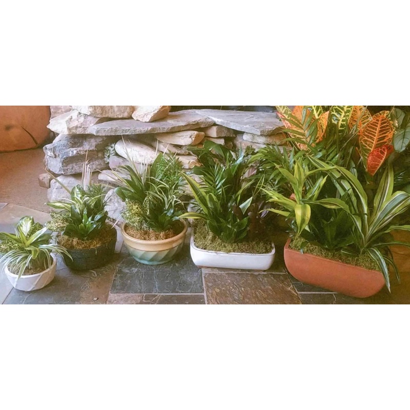 Dish Garden-6″ Dish Garden & 8″ Dish Garden & 10″ Dish Garden (Pictured) & 12″ Dish Garden & 14″ Dish Garden