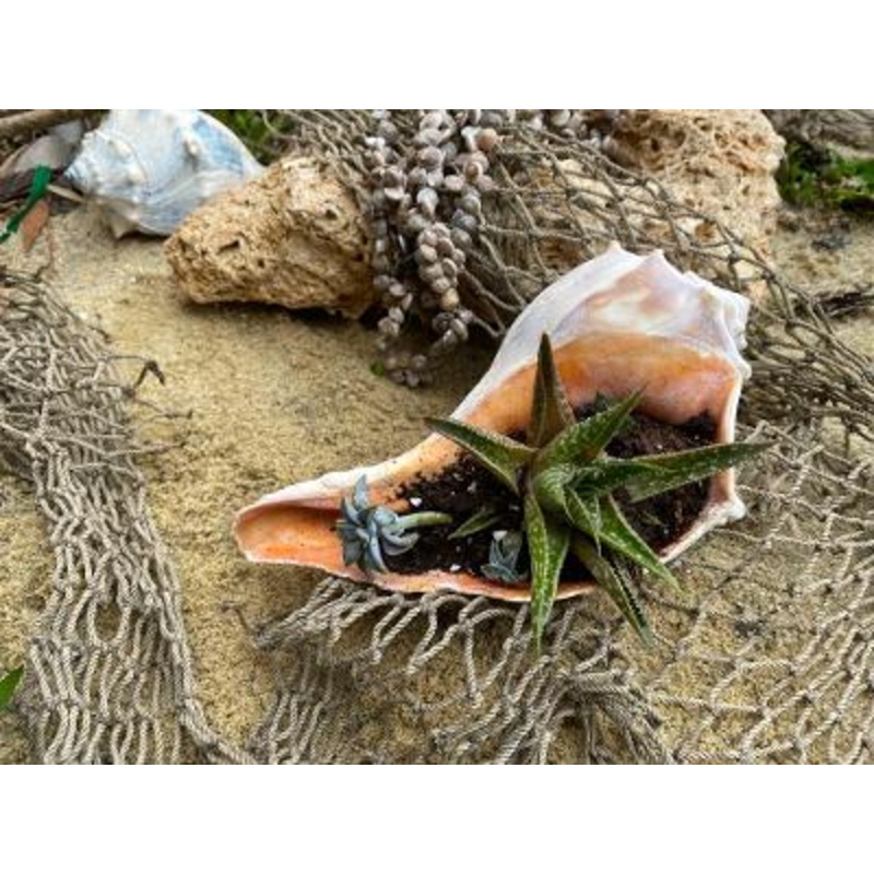 Down By The Sea-Small & Medium & Premium (Pictured)