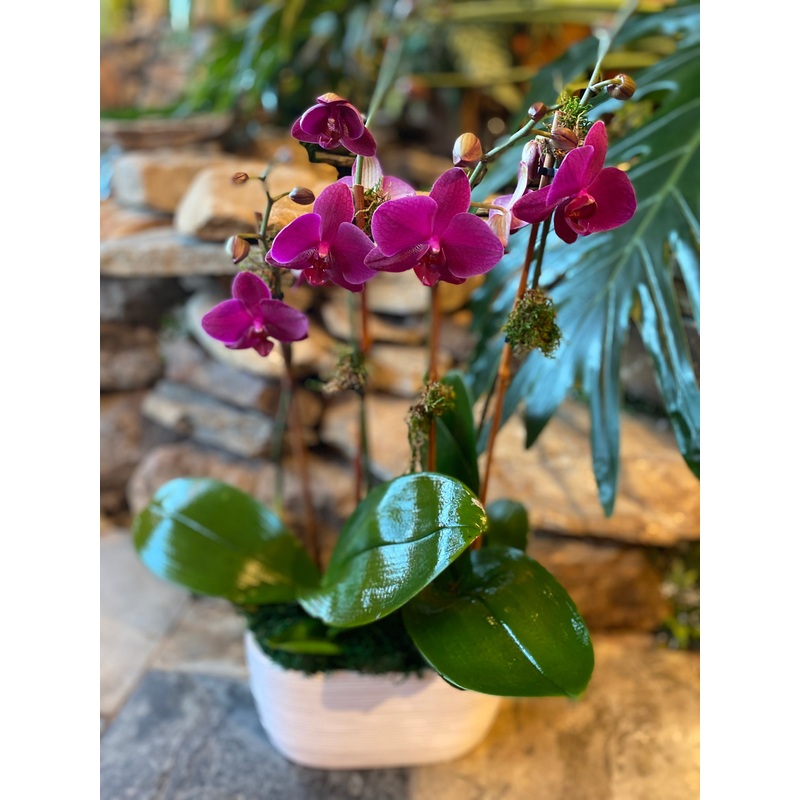 Elegant Orchids-white & Purple