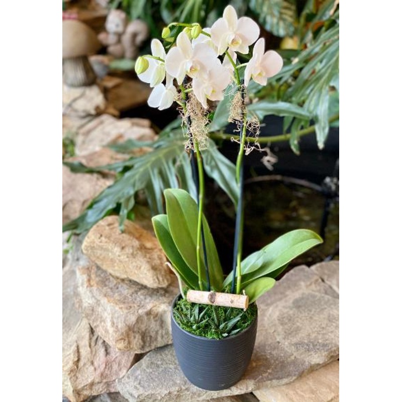 Modern Orchid and Succulent Arrangement