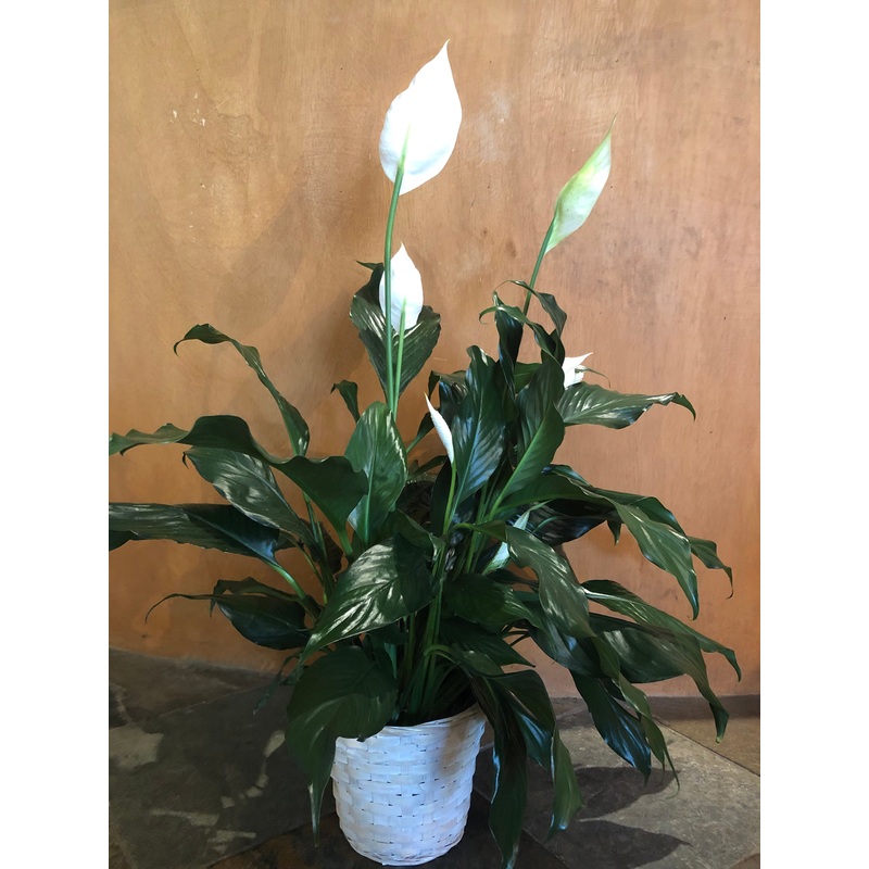 Peace Lily in Basket-6 & 8 & 10