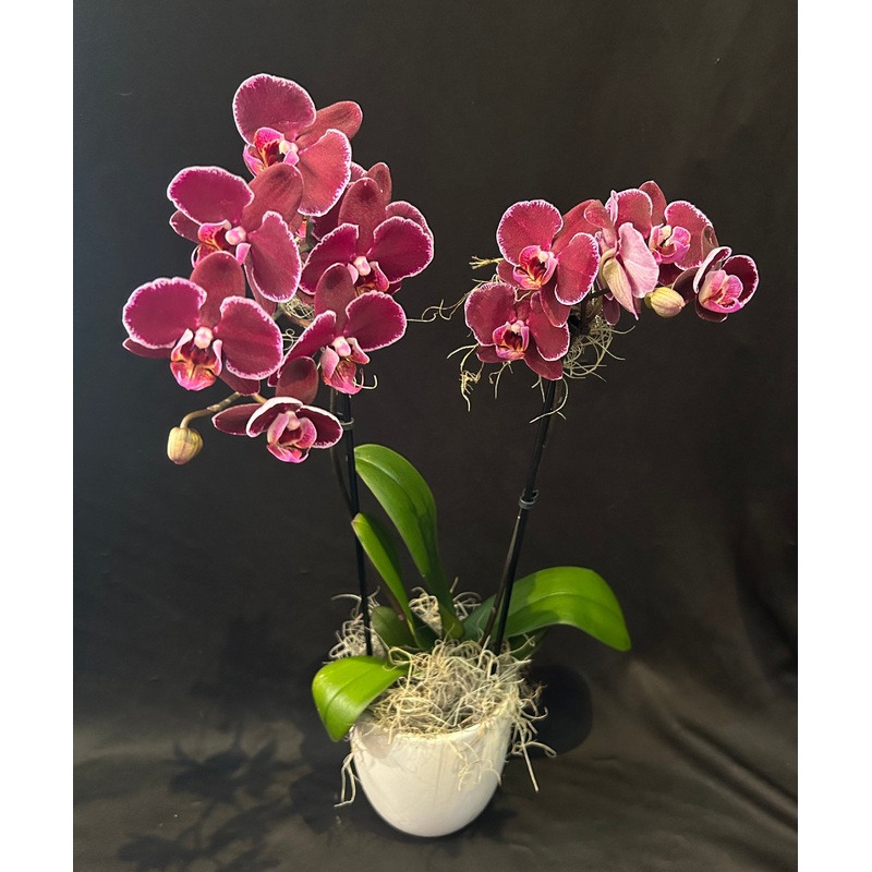 Phalaenopsis Orchid Plant-Double Stemmed (Pictured)-White & Purple