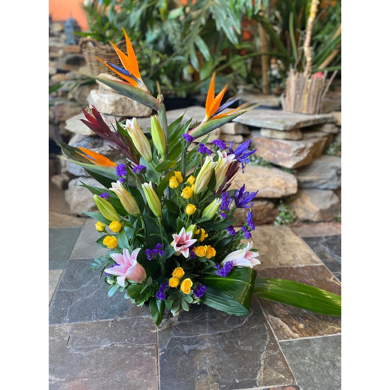 San Antonio Soul-Standard (Pictured) & Deluxe & Premium