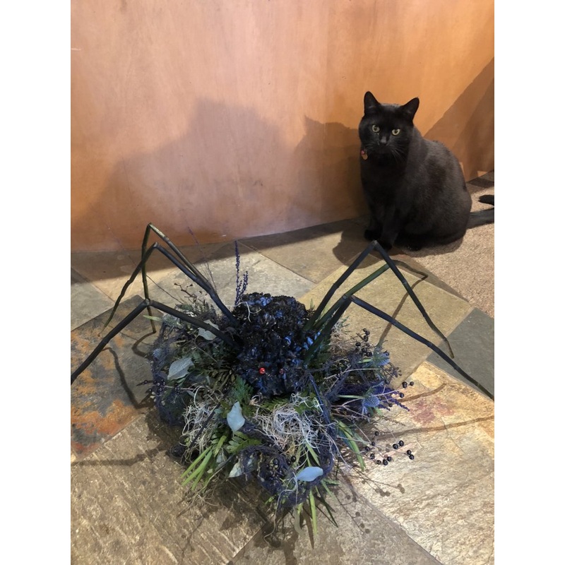 Too Spooky Spiderella