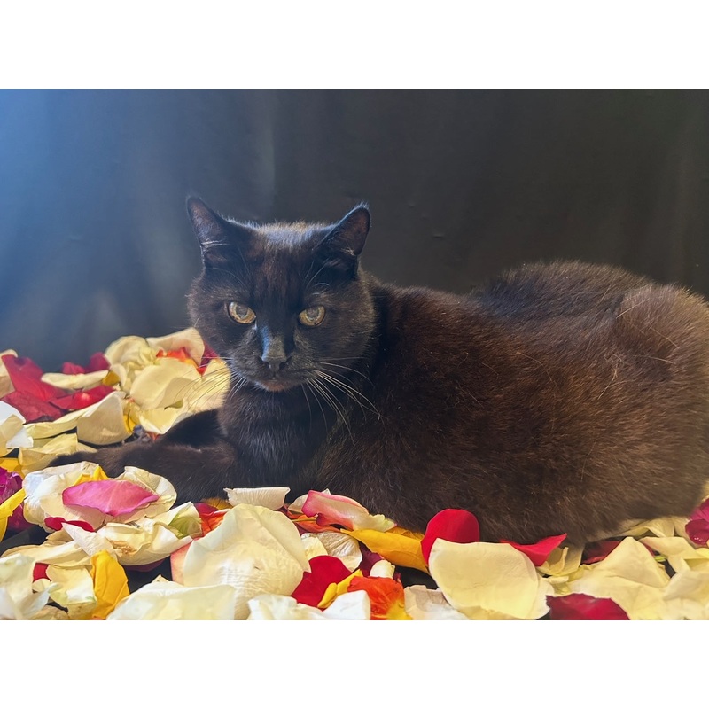 Loose Rose Petals in a 4×5 Box