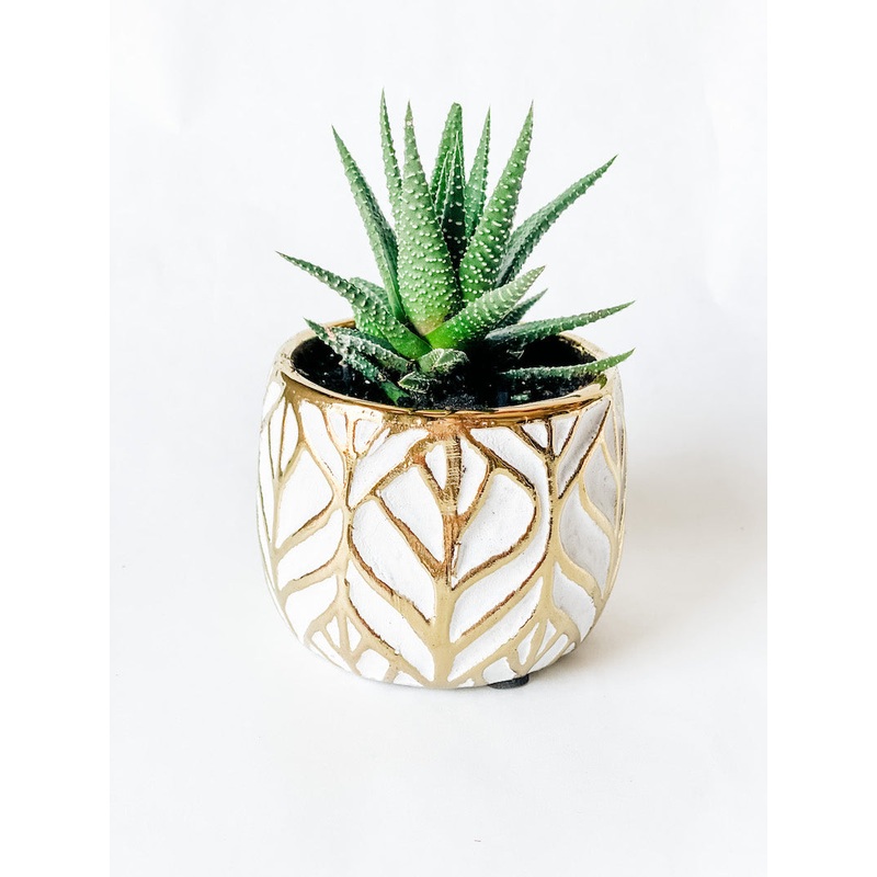 Succulent in Gold Leaf Pot
