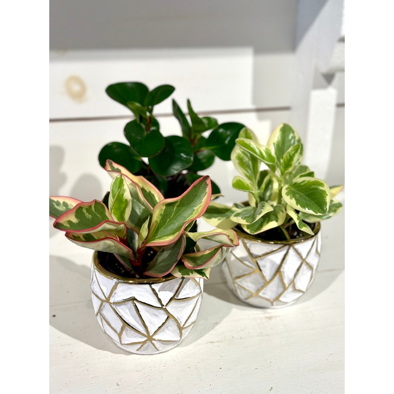 Assorted Peperomia 4 in Gold and White Pot