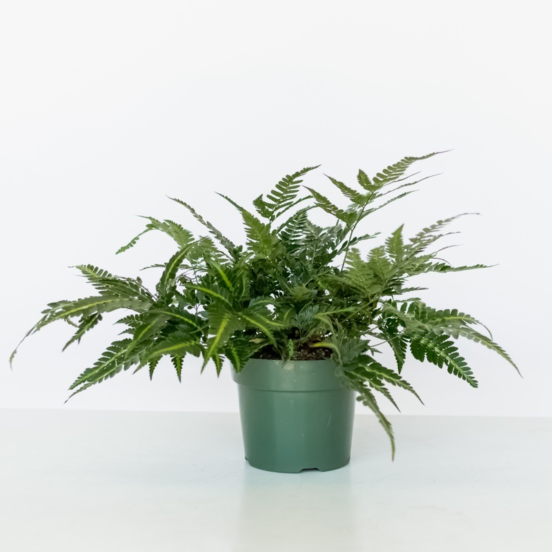 Indian Holly Fern – Medium