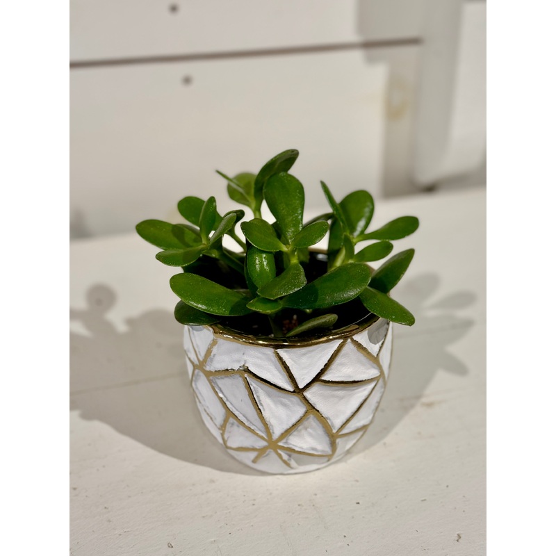 Jade 4 in Gold and White Pot
