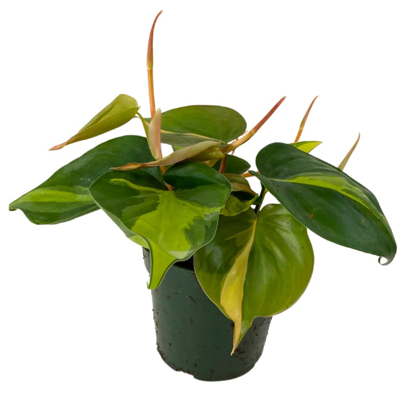 Philodendron Brasil – 4