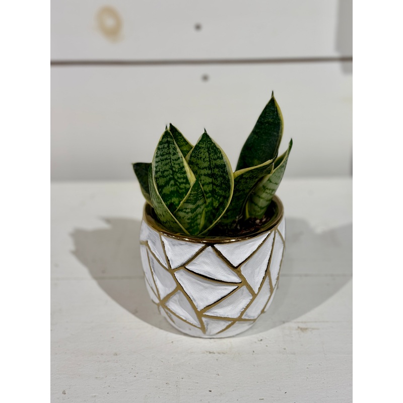 Snake Plant 4 in Gold and White Pot