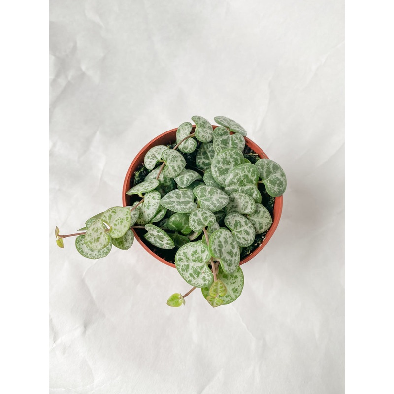 String of Hearts – 3