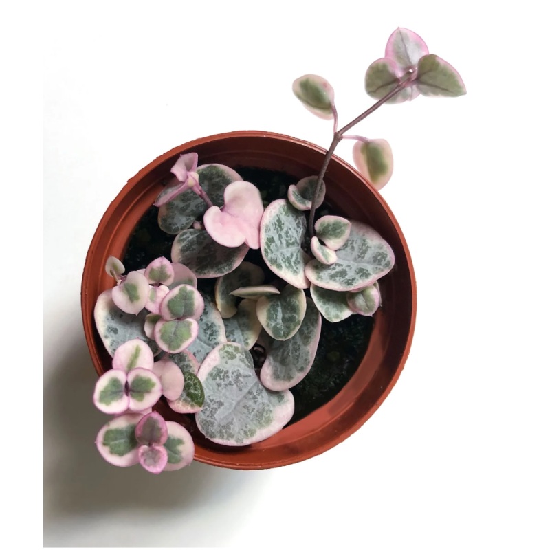 String of Hearts Variegated – 3