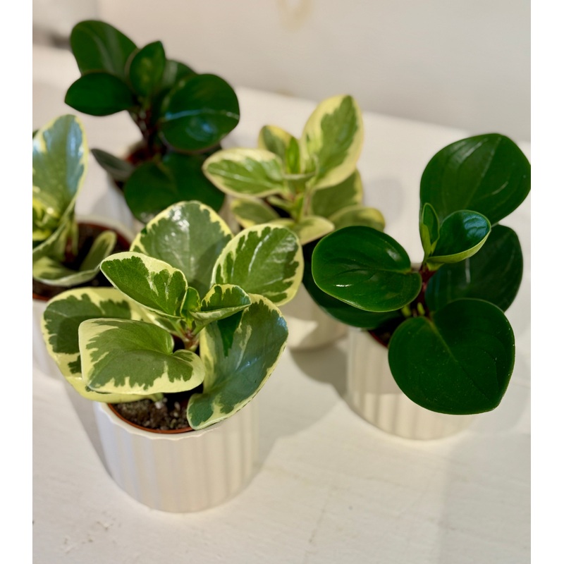 Assorted Peperomia in Ribbed White 3 Pot
