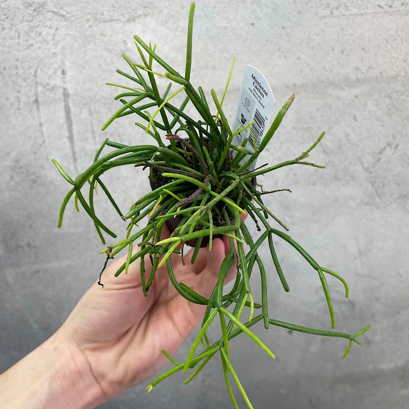 Assorted Rhipsalis