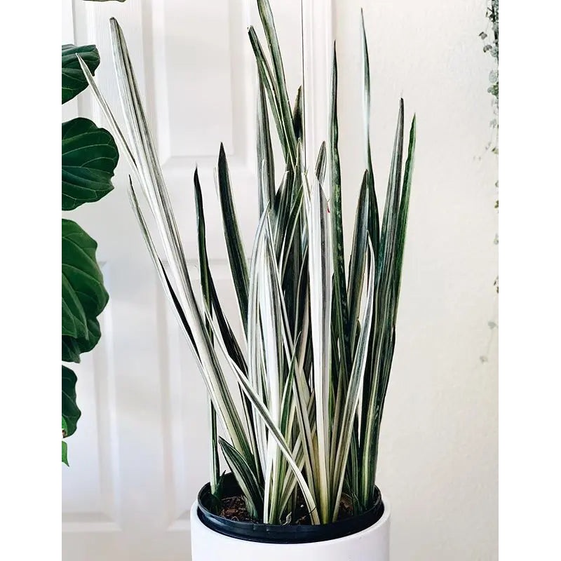‘Bantels Sensation’ Snake Plant – 6
