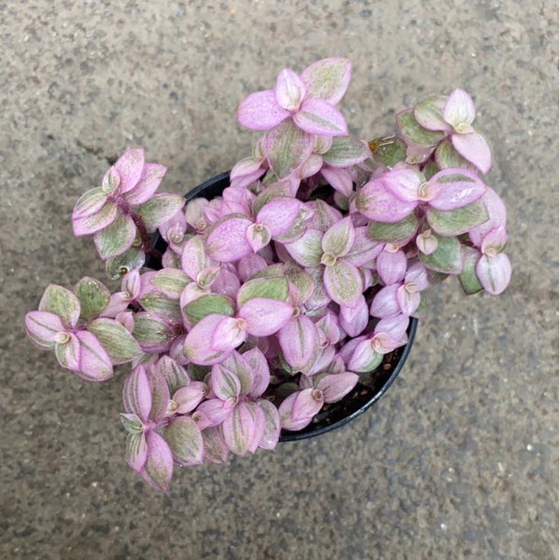 Callisia repens ‘Pink lady’-Small & Medium