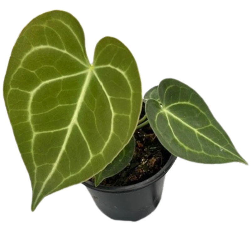 Anthurium Clarinervium