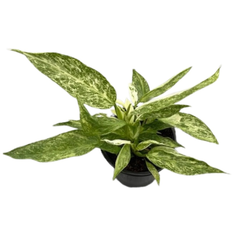 Philodendron Jose Bueno