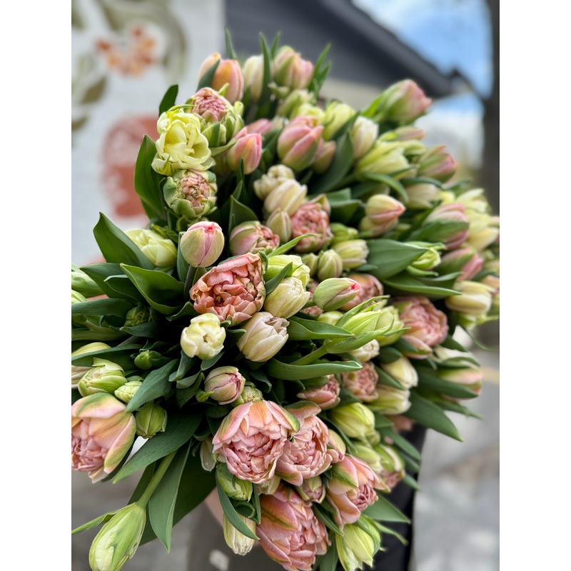 Specialty Bulb Pre-Order-Tulip Dreamer & Tulip La Belle Epoque & Tulip Orange Princess & Tulip Menton & Tulip Wyndham & Tulip Copper Image & Tulip Charming Beauty & Tulip Black Hero & Tulip Avant Garde & Tulip Beach Berry & Tulip Vovo & Daffodil Mary Gay
