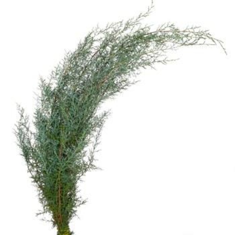 Carolina Sapphire Bough-Small & Large