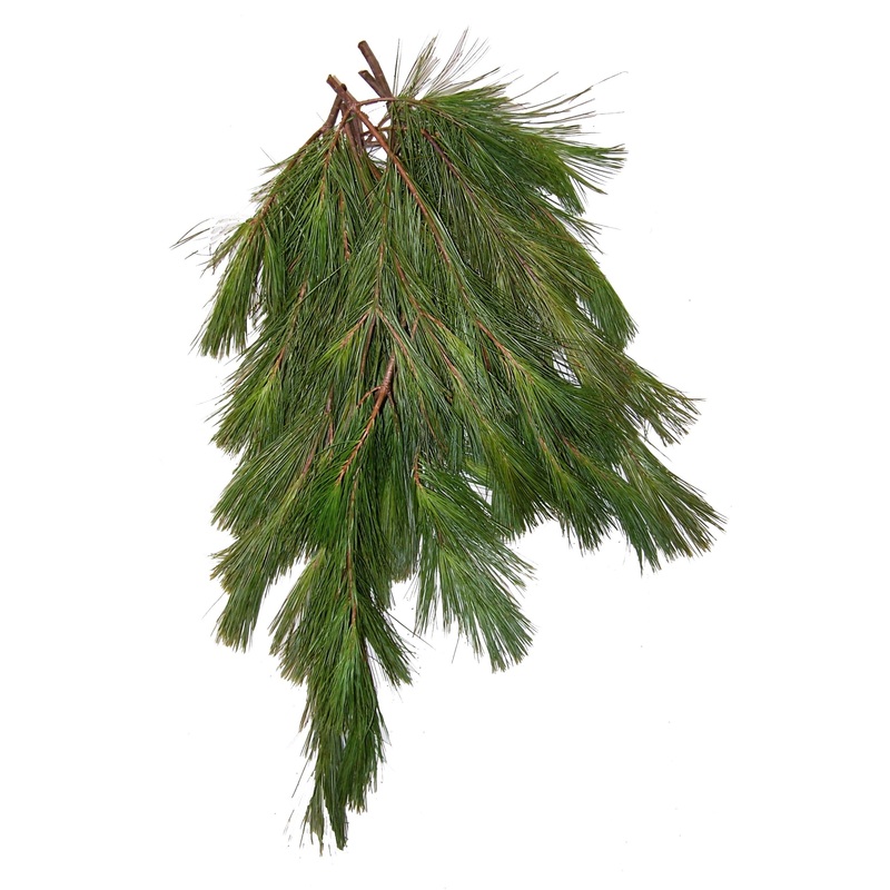 White Pine Bough-Small & Large