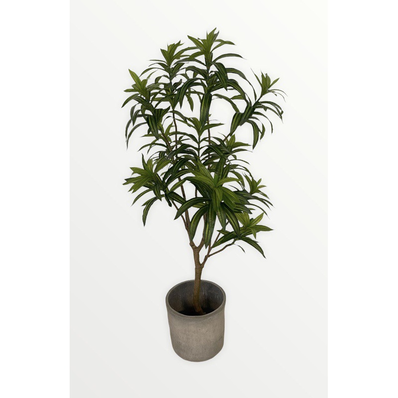 Artificial Dracaena Reflexa-Black Basic Pot & Grey Cement Pot with White Stones & Grey Cement Pot with Black Stones & Grey Cement Pot with Brown Stones & White Pot with White Stones & White Pot with Black Stones & White Pot with Brown Stones & Black Pot w
