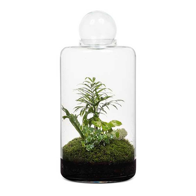 LULU & ANGEL: Capsule Terrarium | Small