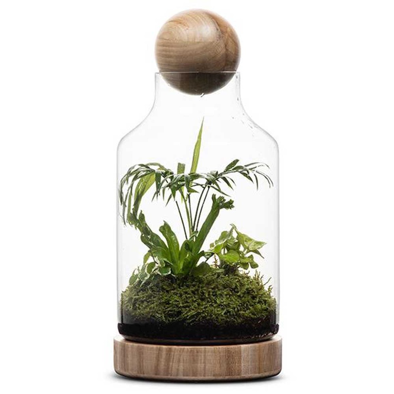 LULU & ANGEL: San Jose Terrarium | Wooden